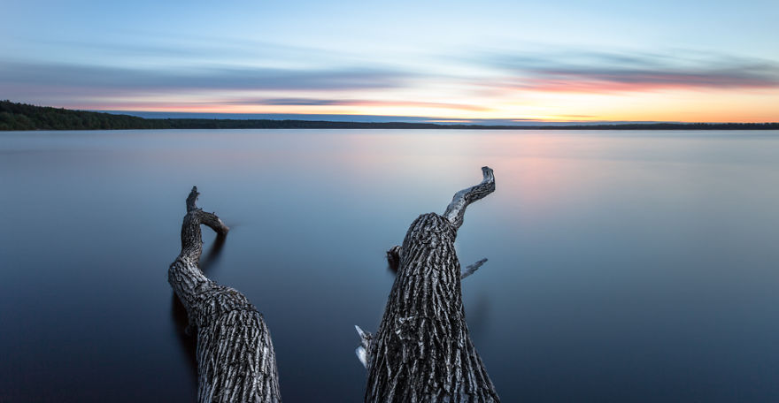 tree in landscape at sunset