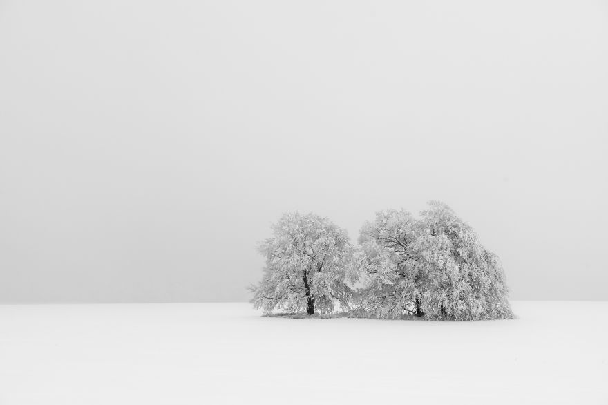 tree in winter landscape